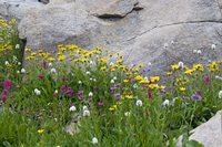 Flowers on Carter Creek  2851